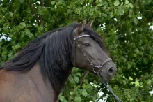 Aronija ”Ronja”