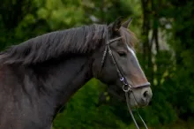 Ängsgårdens Unnie ”Unni”