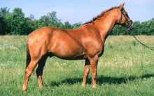 Utrivad