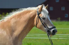 Einar