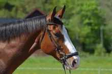 Gaius Maximus