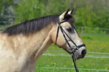 Brydé  “Goldie”