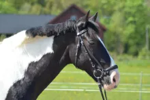Kyles Magpie “Kaj”