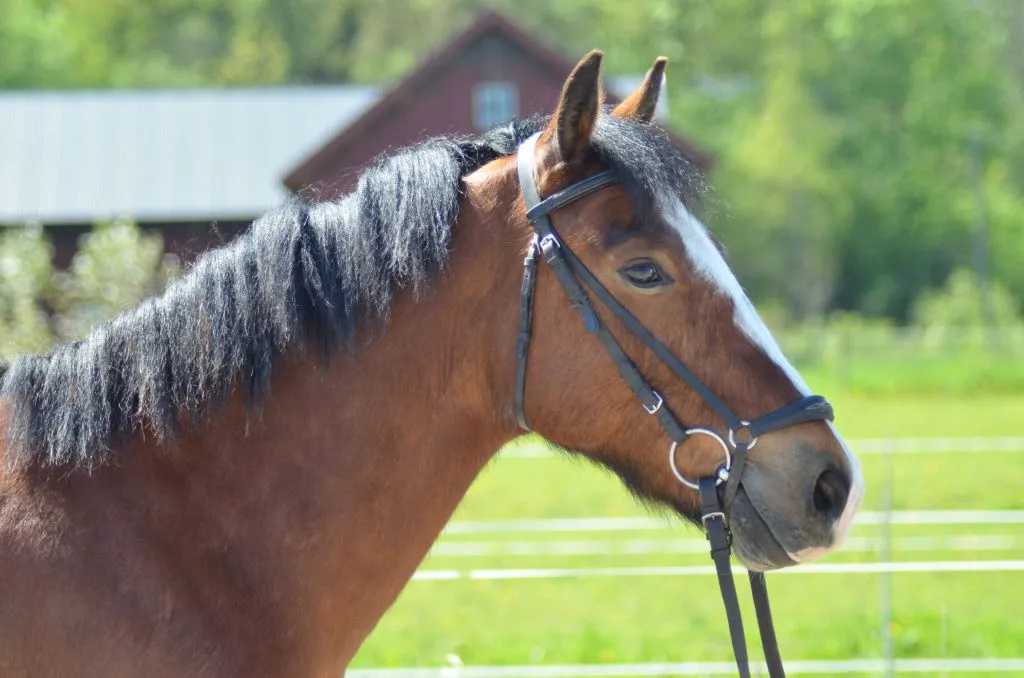 Manor Wood Chase “Woody”